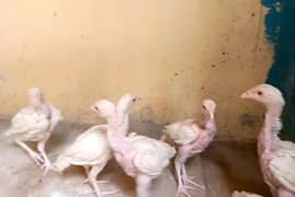 Heera Aseel chicks 3 month age quality