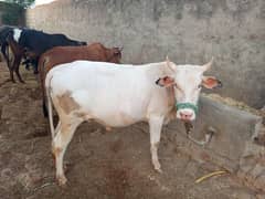 2 dant hai
