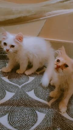persian