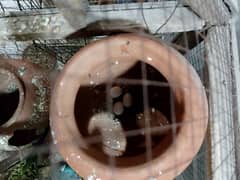 Breeder pair 100 percent. . or 1 finch pair breeder