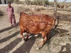 bachra