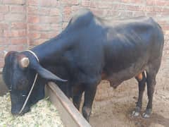 Wacha for sale Ghr ka palla janwar