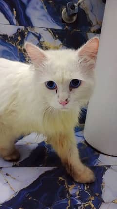 Persian cat