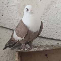 karbalai female