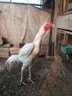 Heera Aseel trio breeder