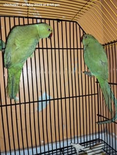 طوطوں کی جوڑی فار سیل عمر 1 سال
