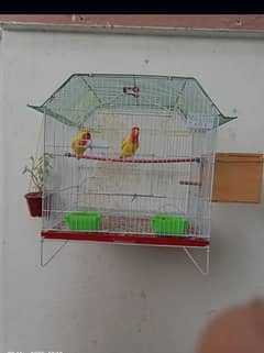 lutino