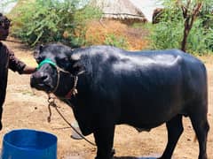 bensha male