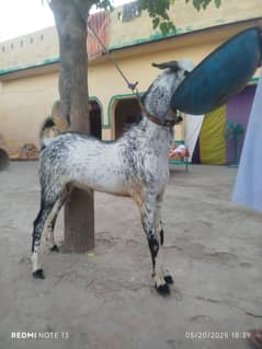 dawanda bakra qurbani wala