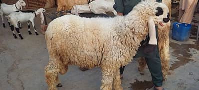 sheep