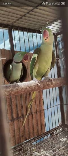 Breeder