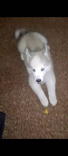 Siberian
