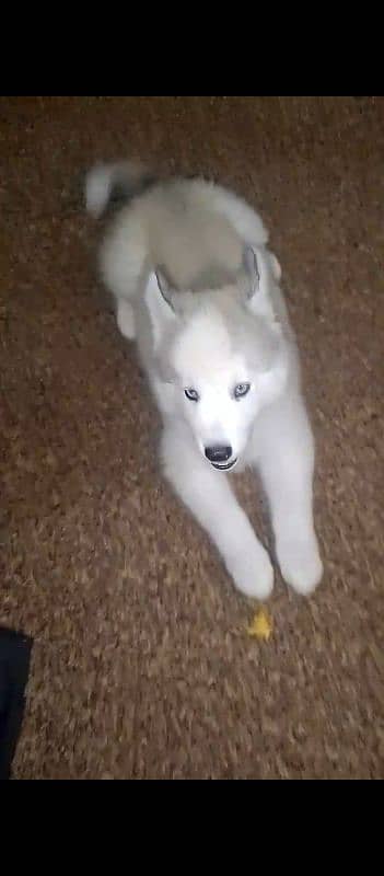 Siberian Husky for Sale 0