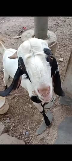 Qurbani