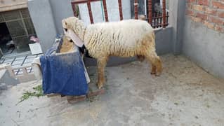 qurbani 2025 desi chatra kajla Sargodha ka