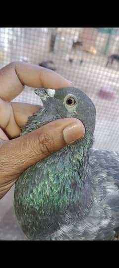 mix pigeon for sale price single pice ki ha