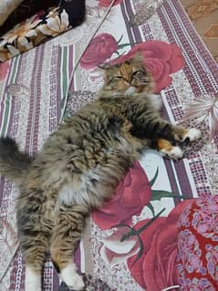 Ragdoll cat female urgent sale number 03181003395
