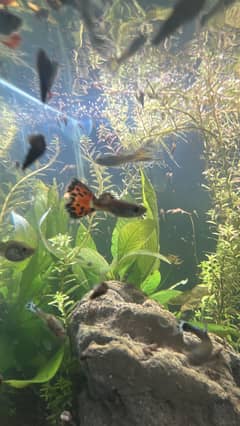 guppy