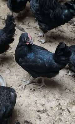 6×1800 Urgent sale
