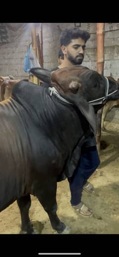 Qurbani 2025, bull available, price is negotiable
