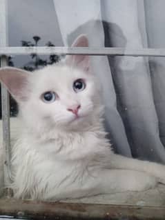 Persian
