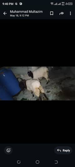 urgent sell sheep