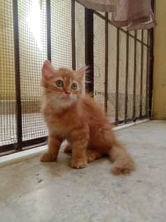 Persian kitten