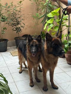 German shepherd Pets Non pedigree