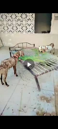 Bakra