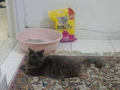 Persian cat