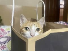 Cat - 2 year old, desexed, vaccinated, very friendly