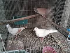 Khumray/Dove