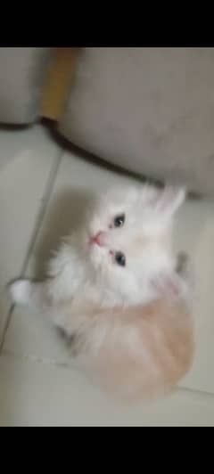 Persian kittens available for sale