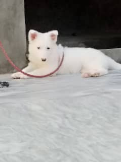 Russian Dog For sale
