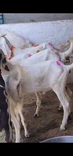 Rajanpuri