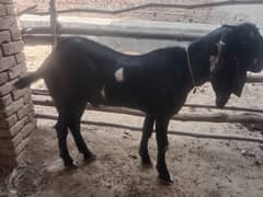 Bakra contact 0325-5091852