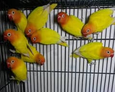 12 pieces Lotino persnata and Lotino fisheries