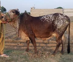 Qurbani cow