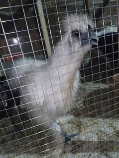 Silkie Golden buff Ayam cemani