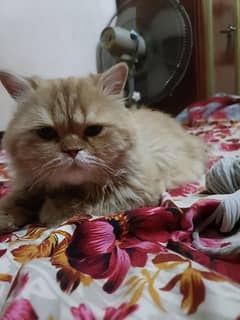 persian male cat triple coated