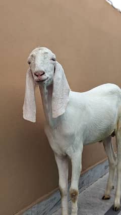 Beautiful Rajunpuri Bakra