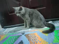 Short Hair Female  Grey Cat