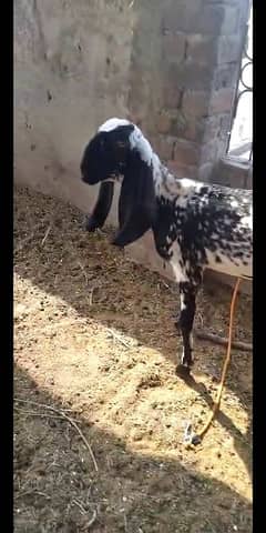 Female bath for sell