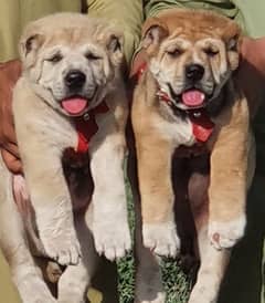 alabai dog pair 2month for sale security dog
