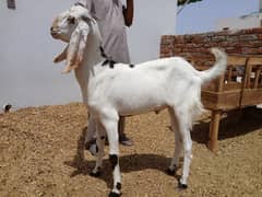 Goats