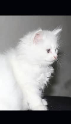 parsion cat