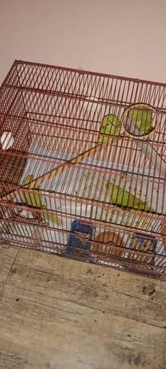 ringneck chick for sell self phatty