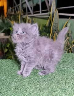 PERSIAN kitten for sale Contact whatup number 03292450497