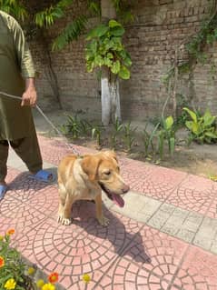 Labrador Retriever Dog 7 Months