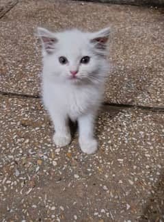 sami punch treple coated kitten s available